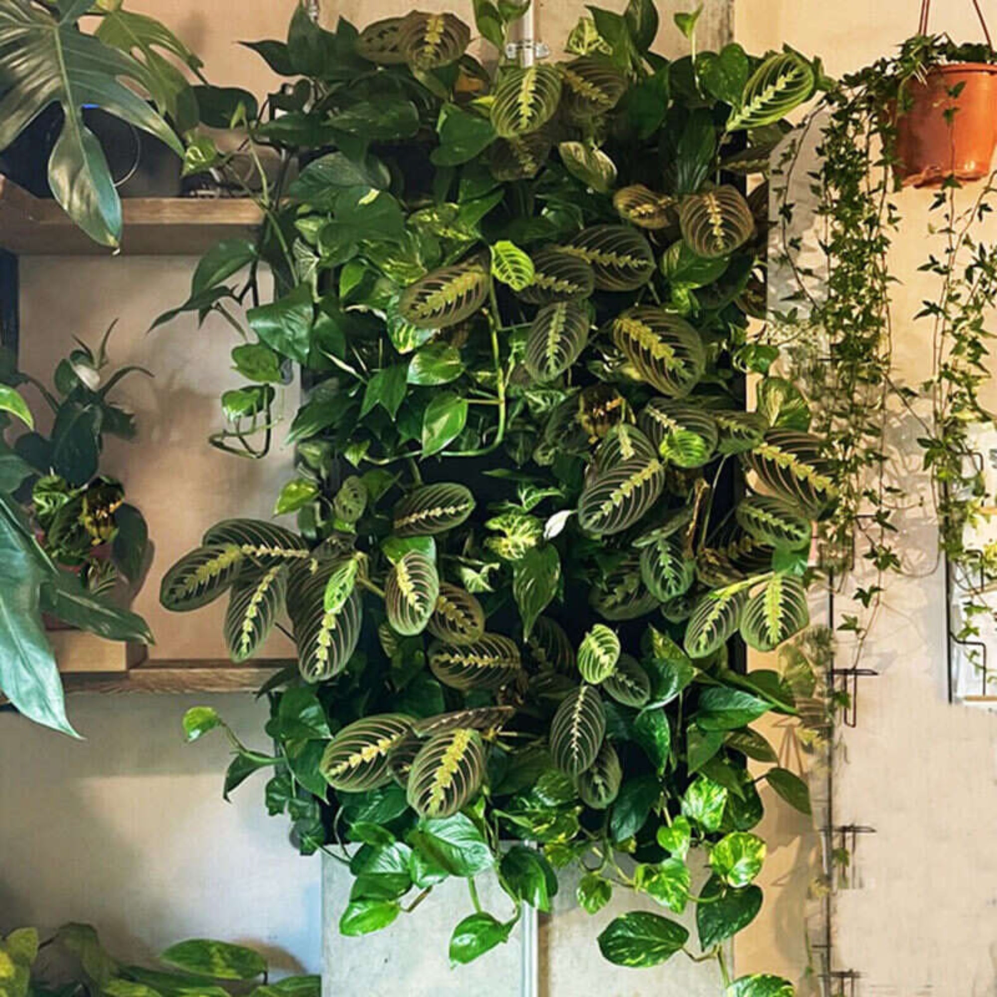 PlantBox - Živá stěna 3 moduly