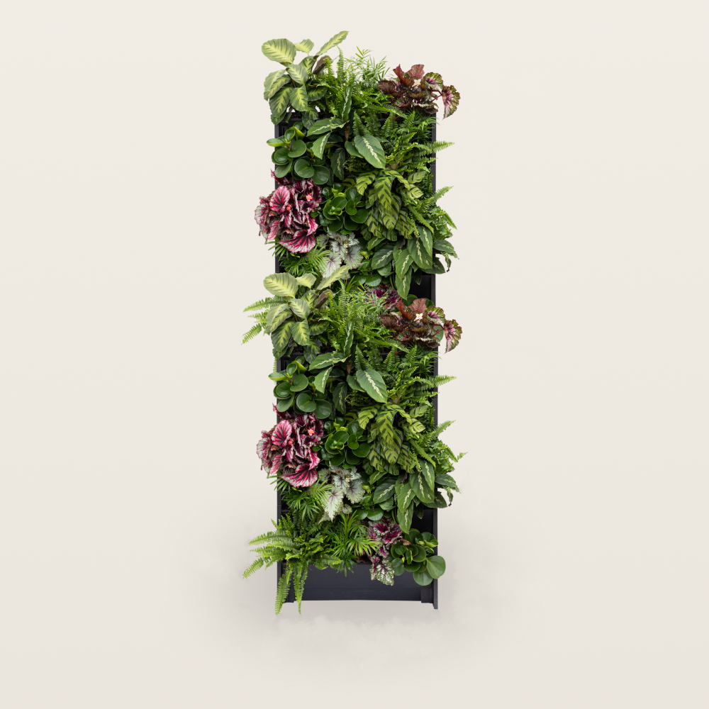 PlantBox - Živá stěna 10 modulů