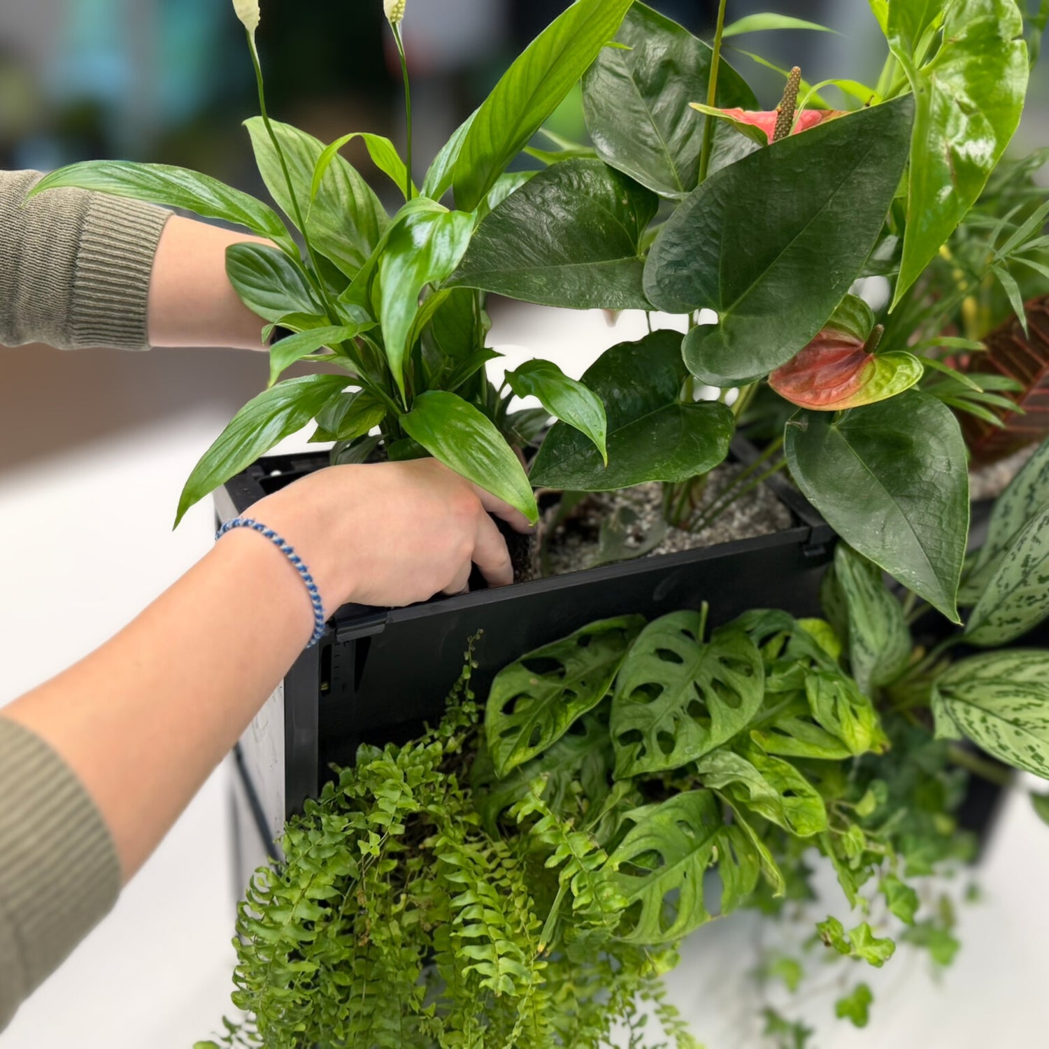 PlantBox - Živá stěna 3 moduly