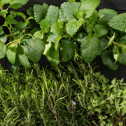 PlantBox - Živá stěna 3 moduly