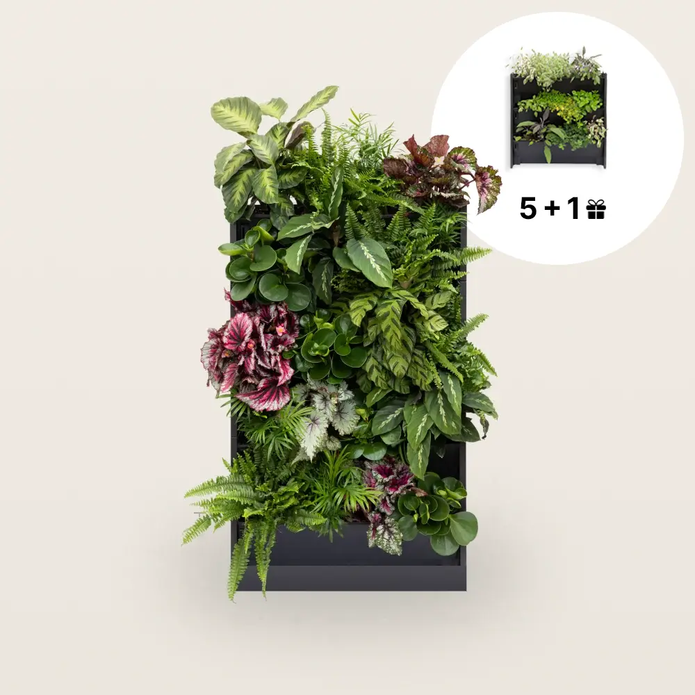 PlantBox - Živá stěna 5 modulů