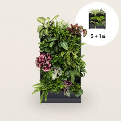 PlantBox - Živá stěna 5 modulů