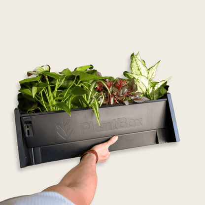 PlantBox - Živá stěna 1 modul
