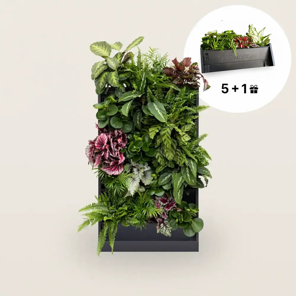 PlantBox - Živá stěna 5 modulů