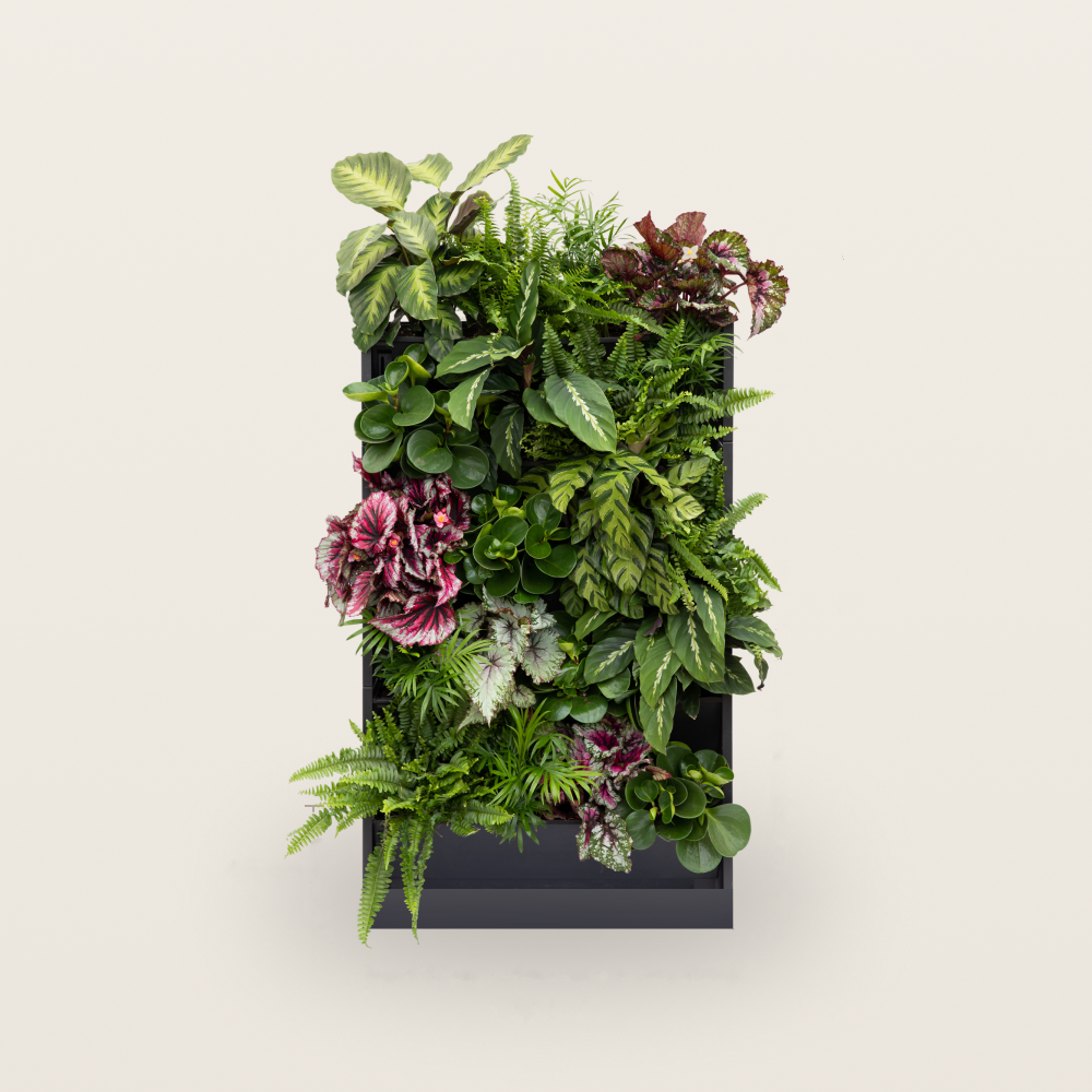 PlantBox - Živá stěna 5 modulů