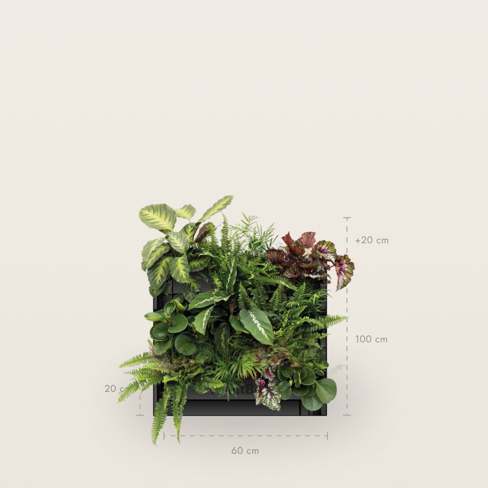 PlantBox - Živá stěna 3 moduly