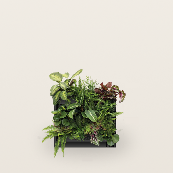 PlantBox - Živá stěna 3 moduly